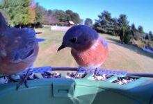 Smart Bird Feeder