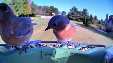 Smart Bird Feeder